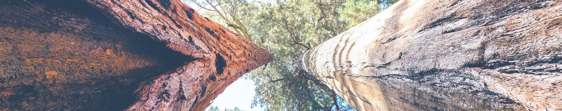aboutbanner